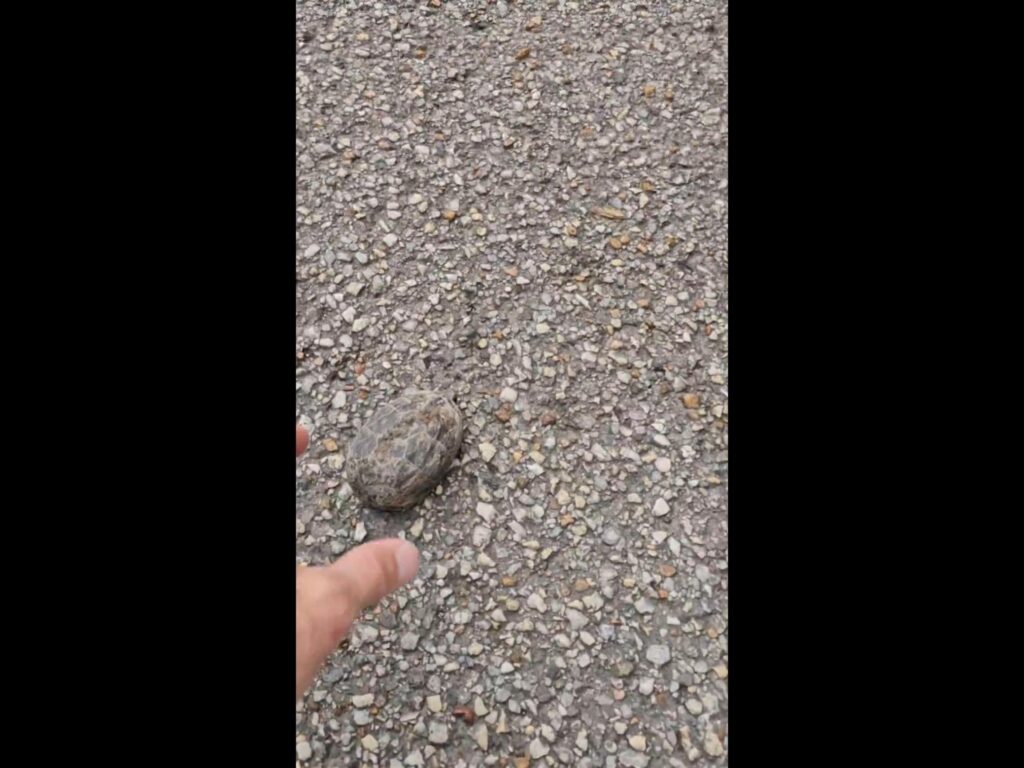 路上でじっとしている茶色のカメ