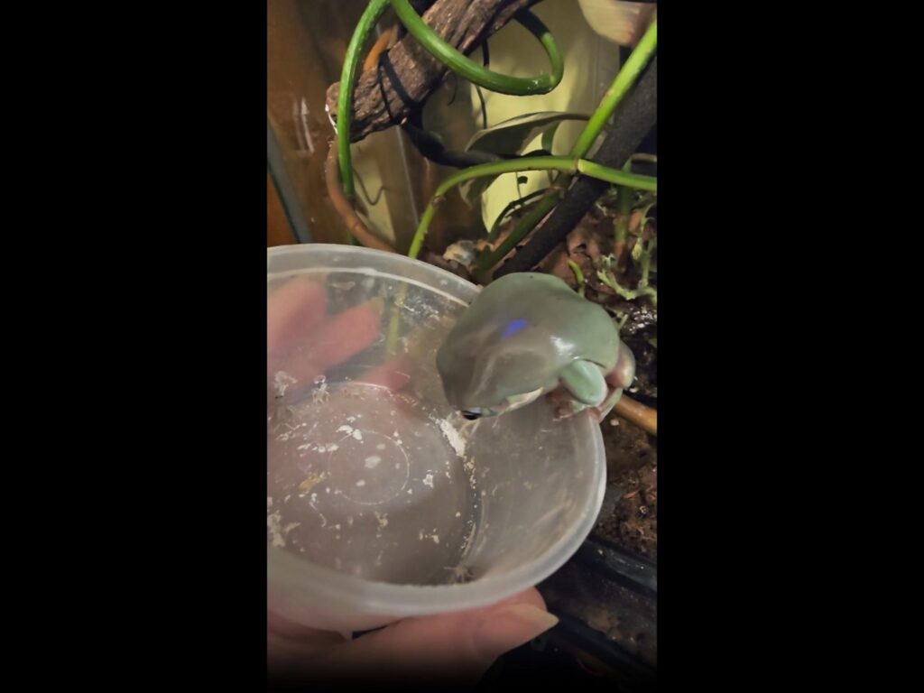 容器の縁で中を覗き込む緑色のカエル