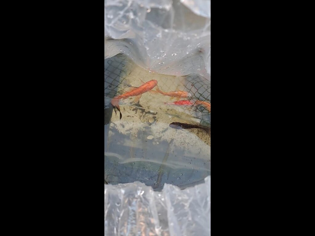 橙色と黒色の魚が袋の中で泳いでいる