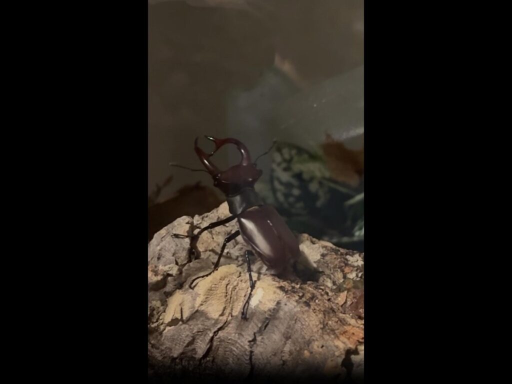 木の上を歩く茶色いクワガタ