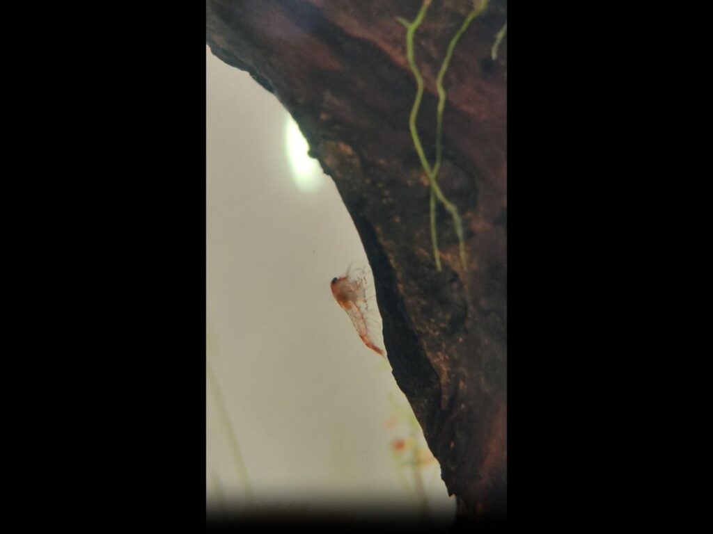 流木にしがみつく赤いエビ