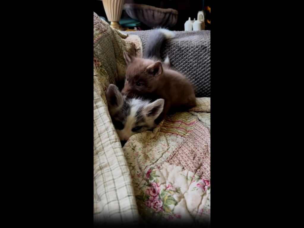 茶色と白黒の2匹の子ギツネが戯れる