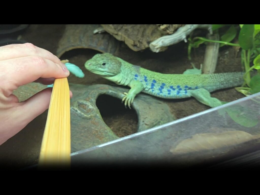 青い斑点の緑色のトカゲが餌を食べている