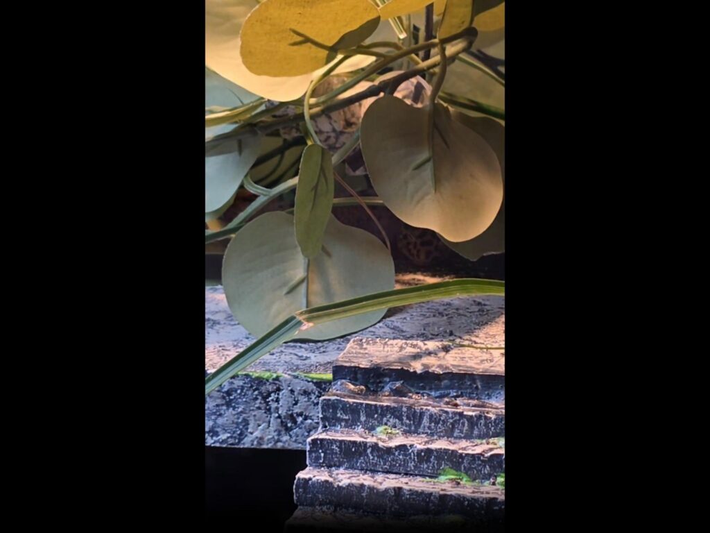 葉の陰で休む黄色いヒョウモントカゲモドキ