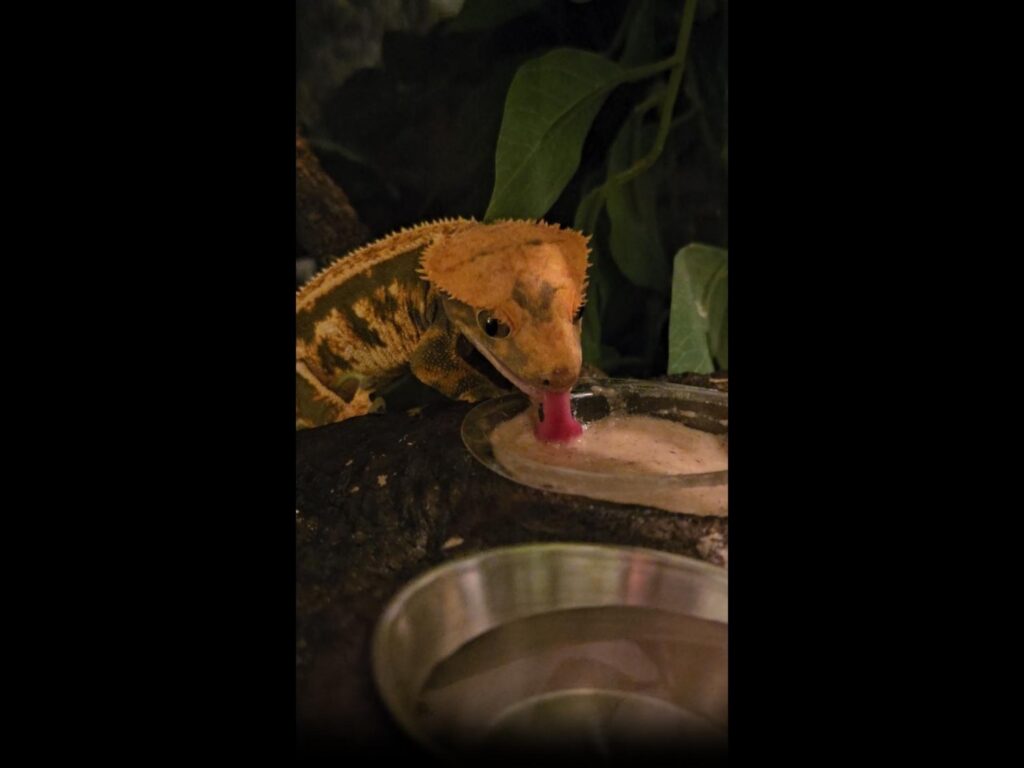 オレンジ色のヤモリが餌を舐めている