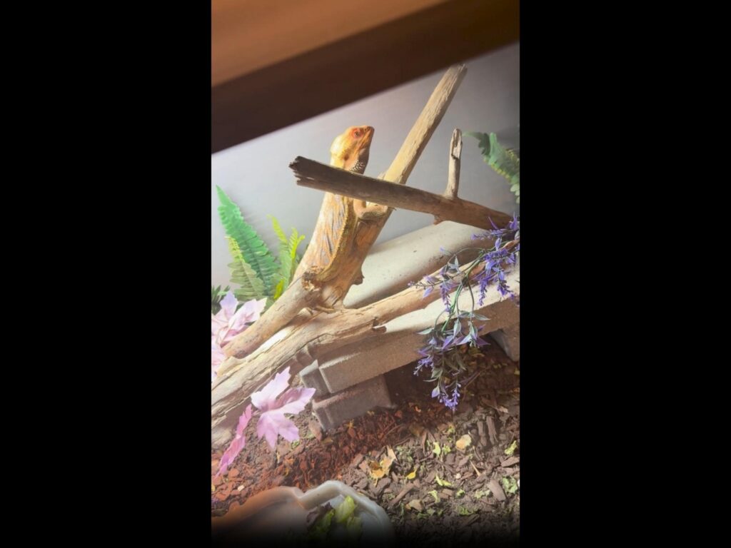 黄色いフトアゴヒゲトカゲが枝で上を向く