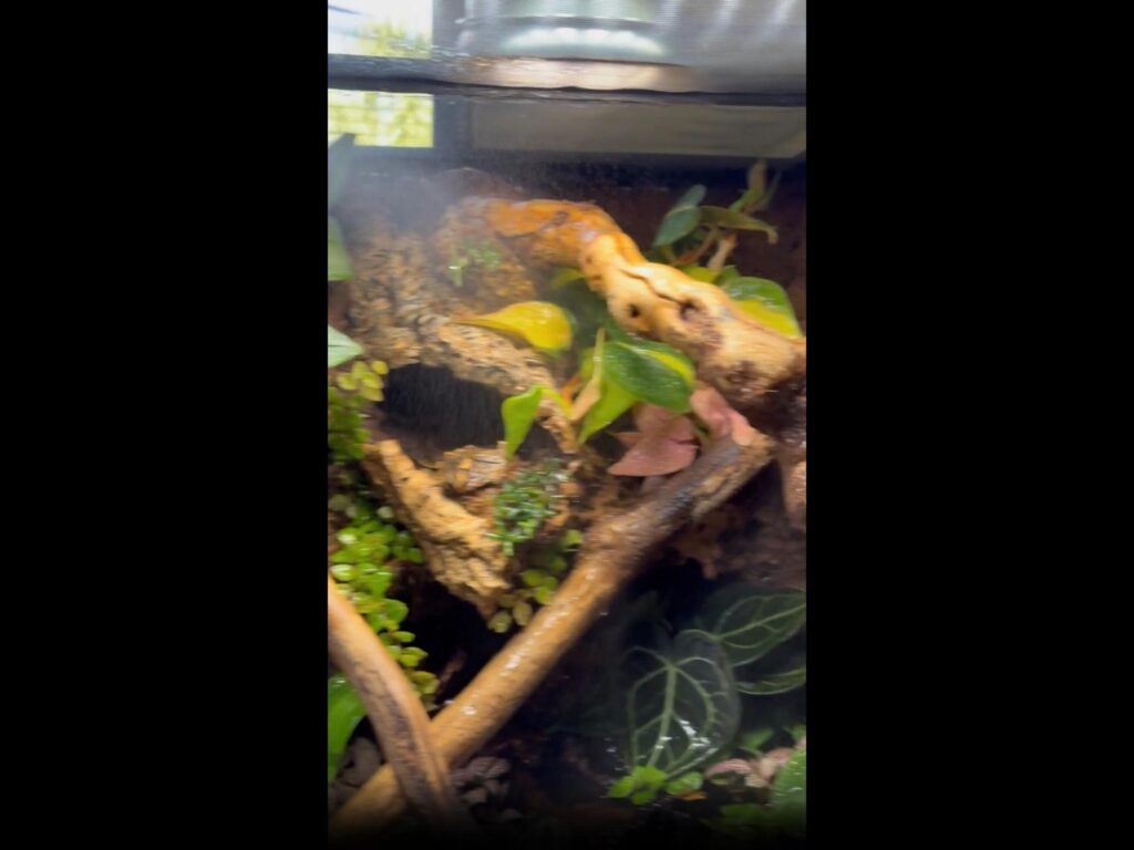 霧を浴びるテラリウム内の植物と流木