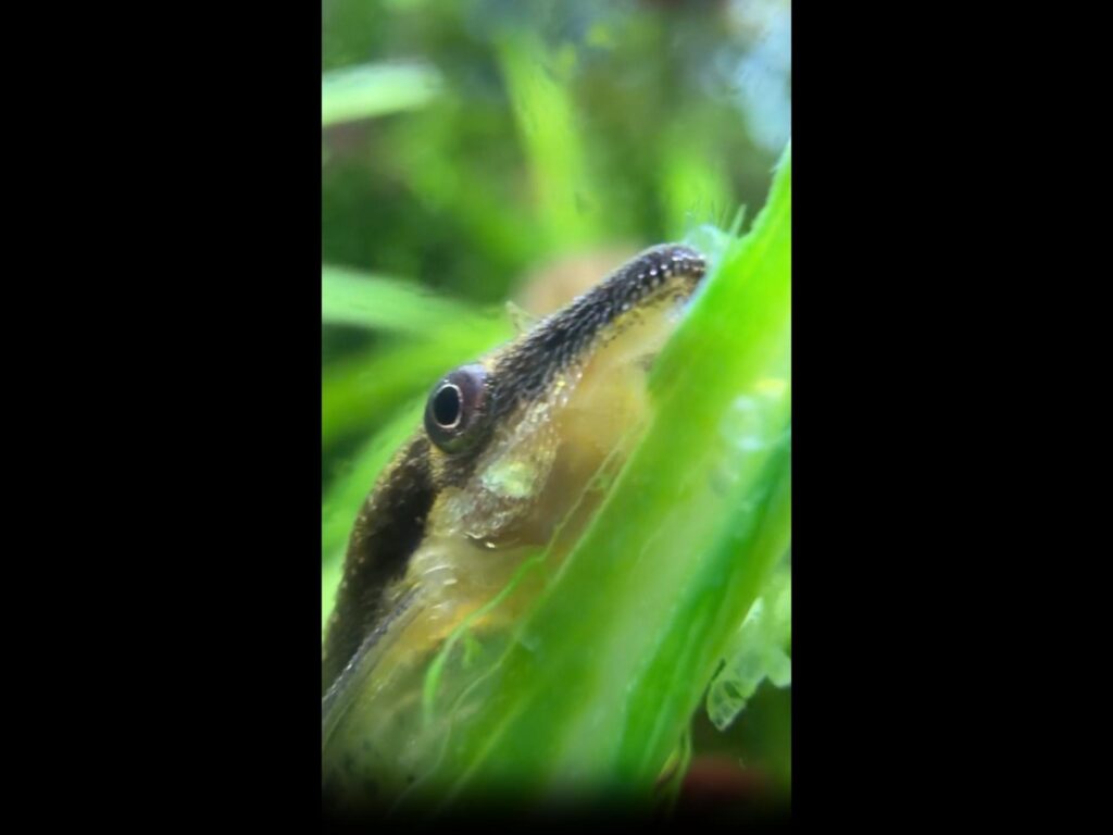 茶色のオトシンクルスが茎に吸い付く