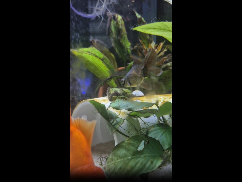 水槽の中を泳ぐ黒とオレンジの金魚