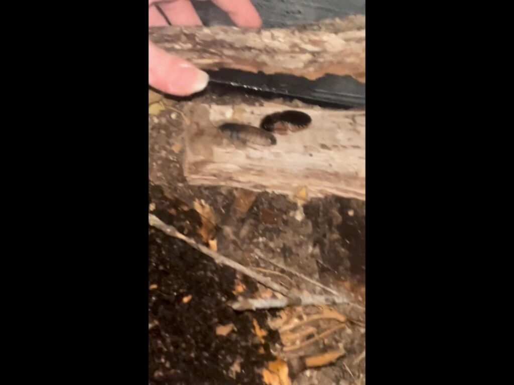 木に止まる茶と黒のデュビア二匹