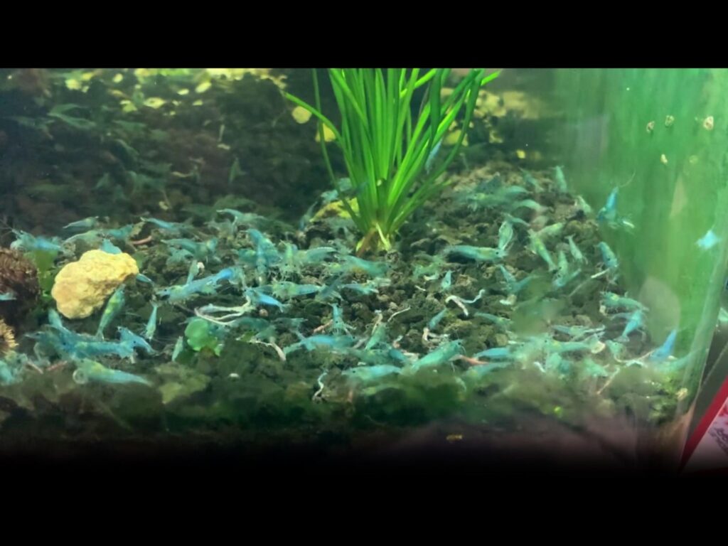 水槽の底で群がり動く青色のエビ