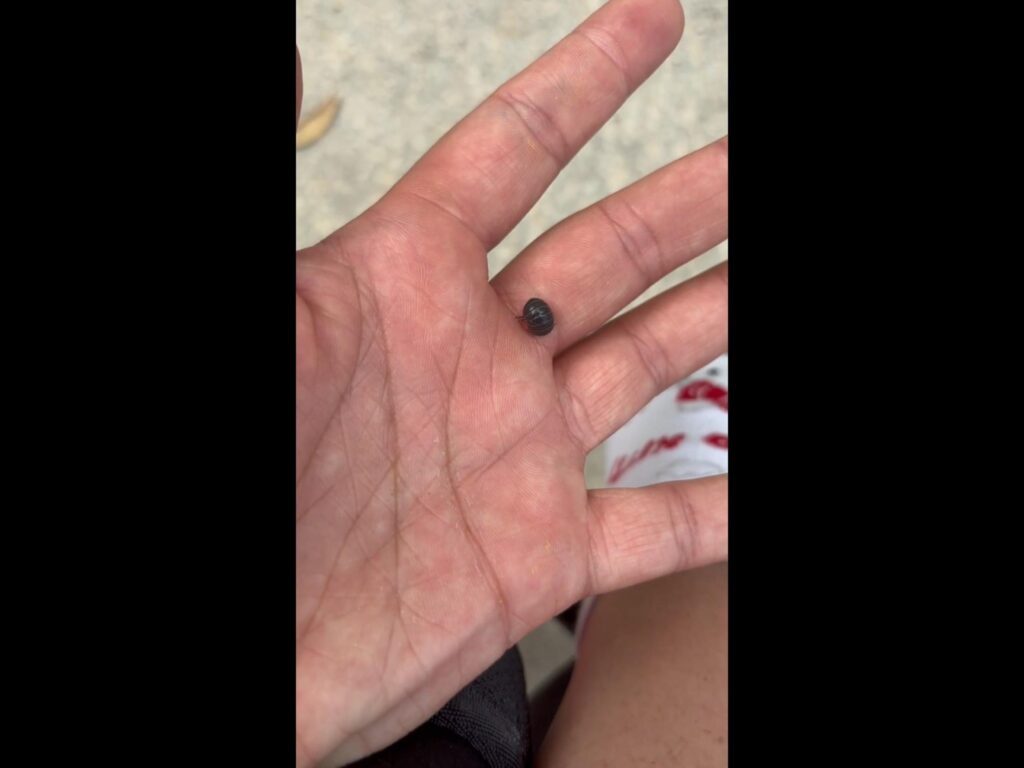 手の上で丸まっている黒いダンゴムシ