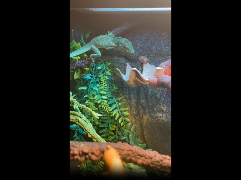 緑色のトカゲが餌を食べている