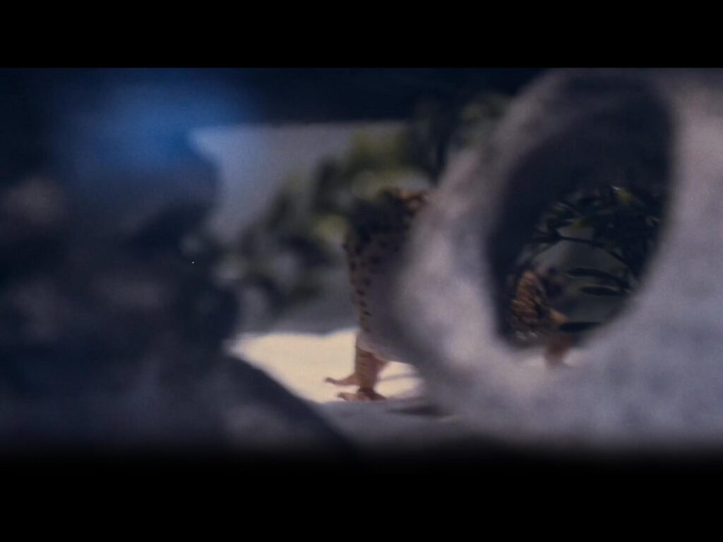 黄色に黒斑のトカゲが歩いている