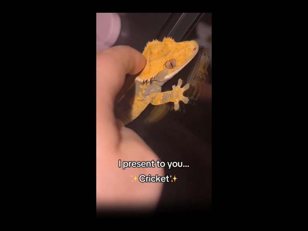 指に触れられているオレンジ色のヤモリ