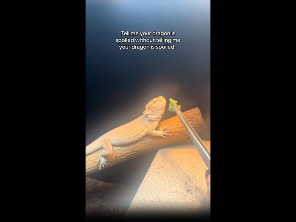 橙色のフトアゴヒゲトカゲが給餌されている