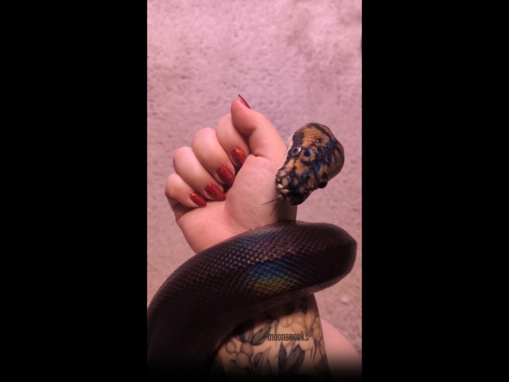 腕に巻き付き舌を出す虹色に輝く黒いヘビ