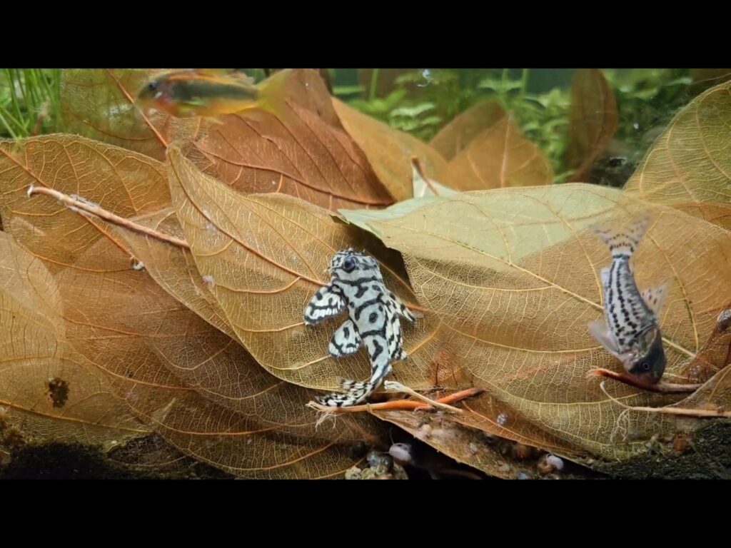 枯れ葉の上で休む白黒と灰色のナマズ