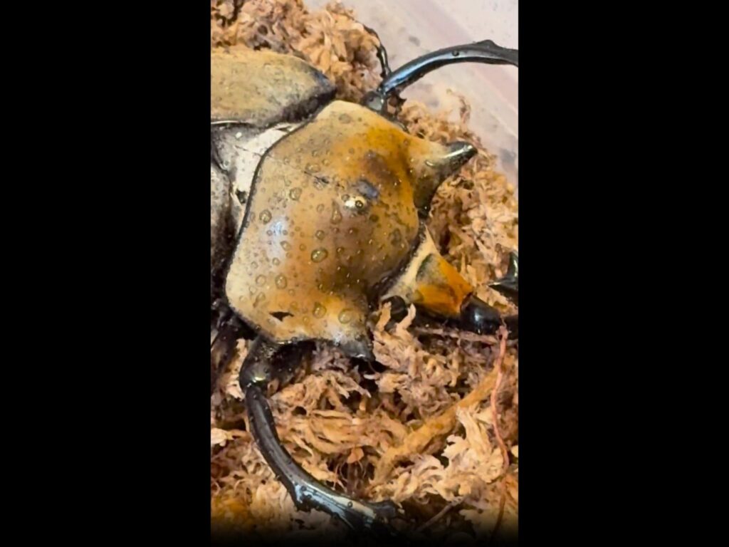 苔の上で休む黄褐色のヘラクレスオオカブト