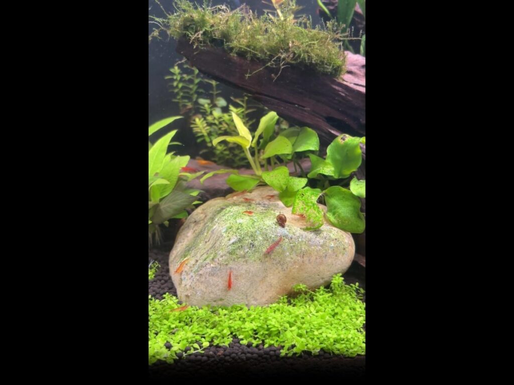 岩の上を移動する赤いエビと茶色い貝