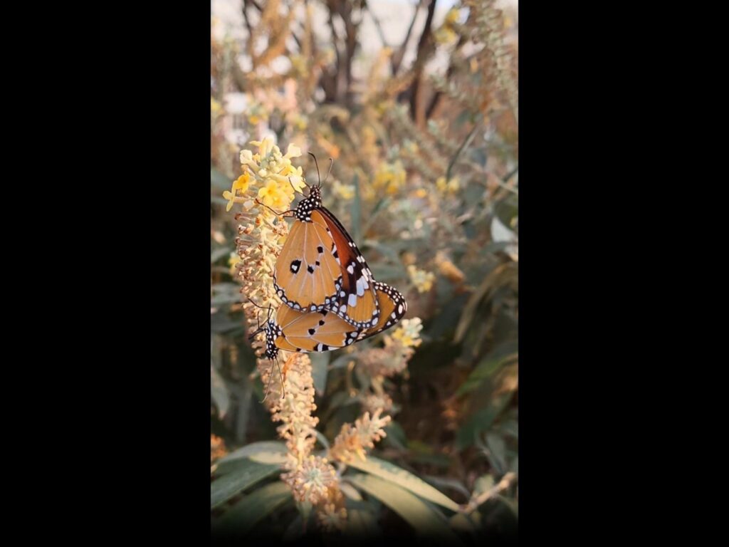 黄色の花で交尾するオレンジ色の蝶