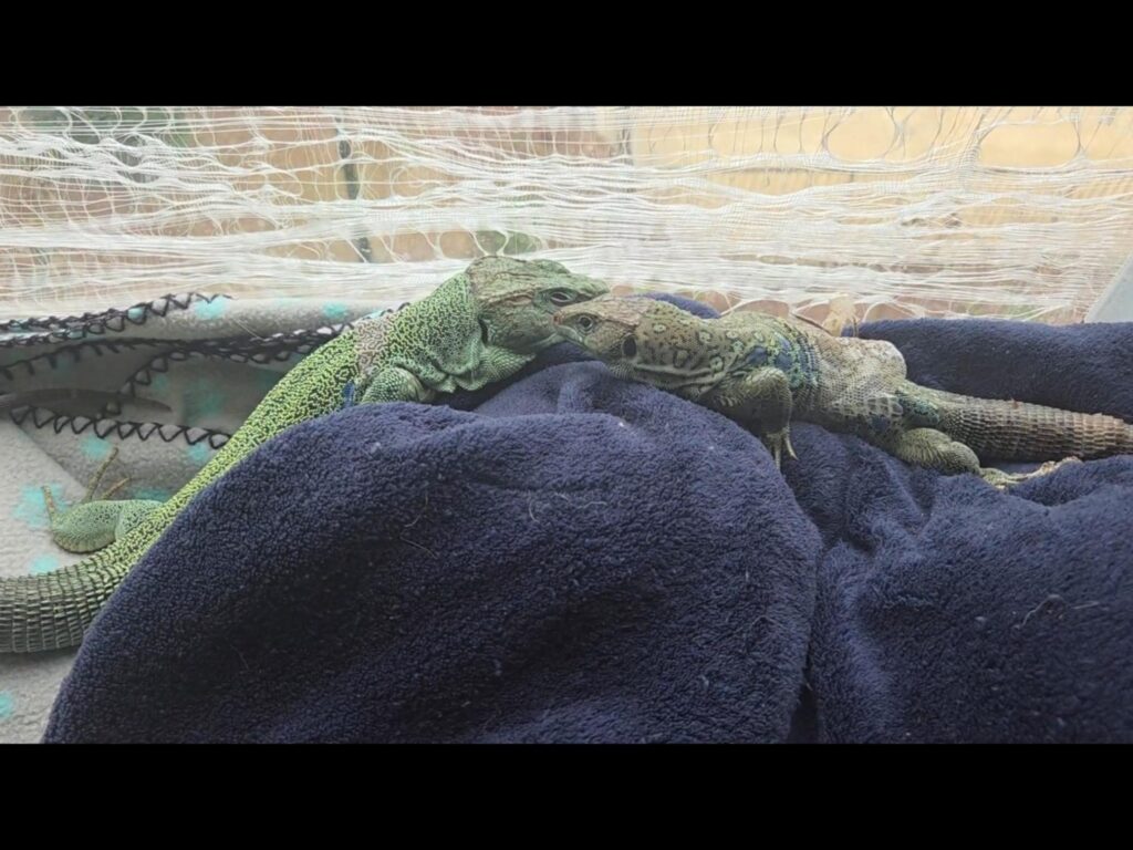 鼻を寄せ合う緑色のトカゲ二匹