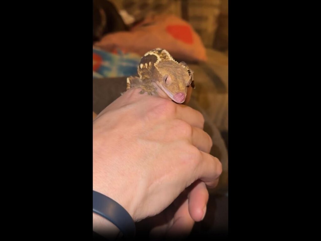 舌を出し目をなめる茶白模様のヤモリ