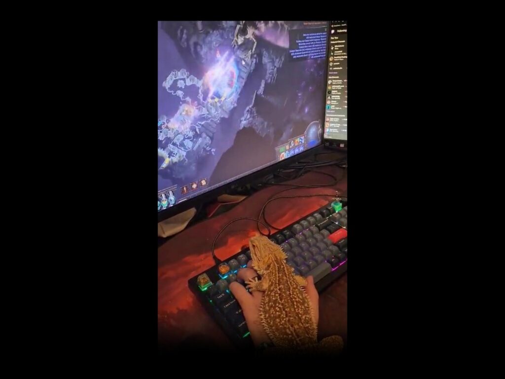 画面を見る薄茶色のフトアゴヒゲトカゲ