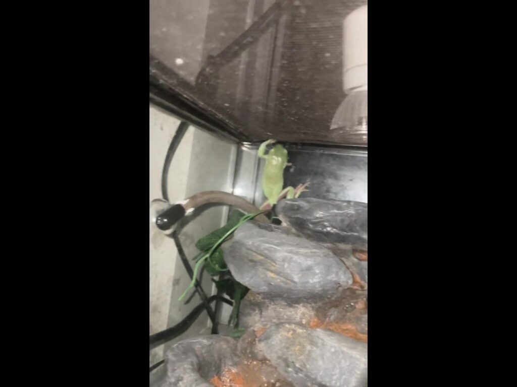 壁を登る緑色のカエル