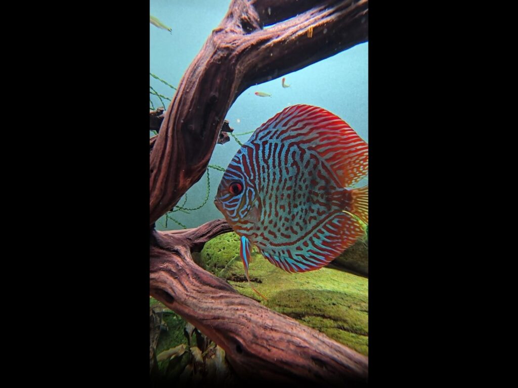 赤と青の模様のディスカスが泳いでいる