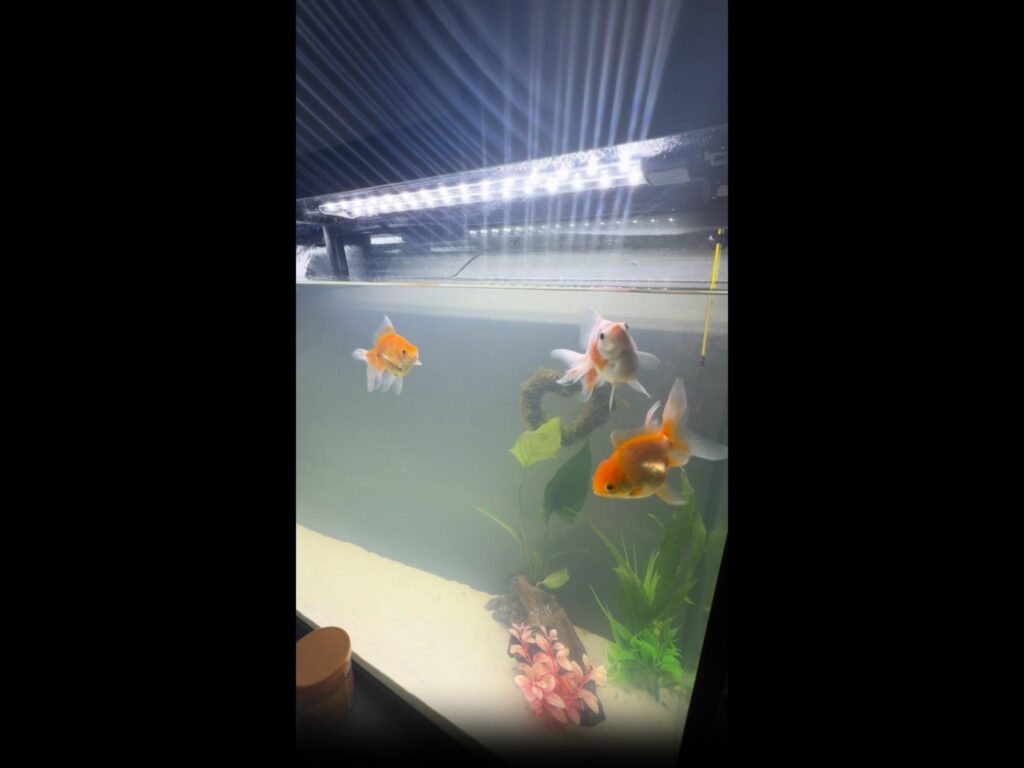 水槽を泳ぐオレンジと白の金魚