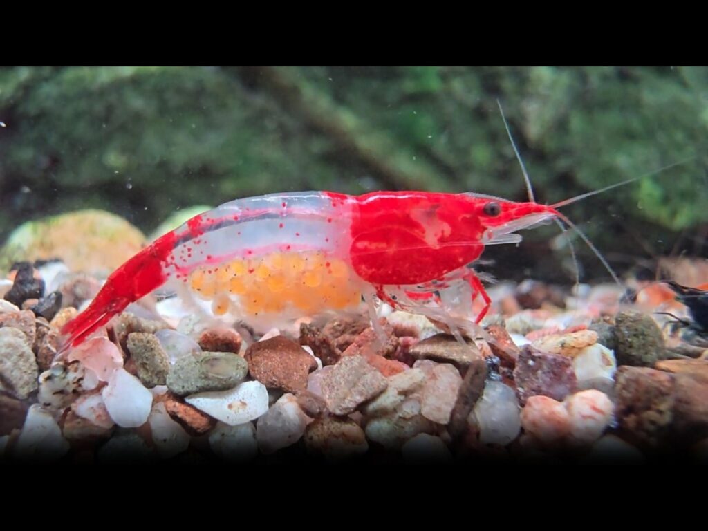 抱卵中の赤と透明なレッドルリーシュリンプ