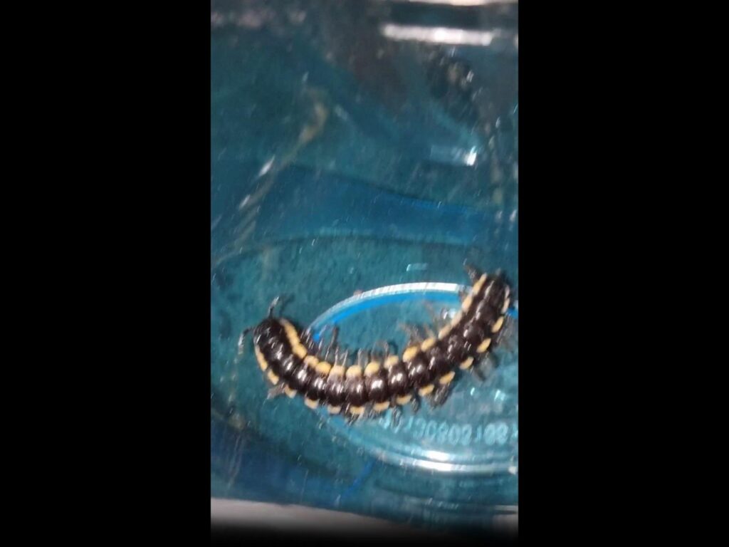 黒と黄色のヤスデが容器内を這っている