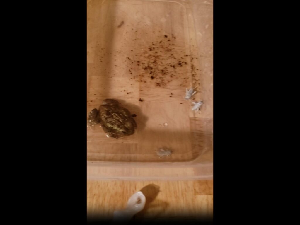 茶色のカエルが容器の水の中にいる