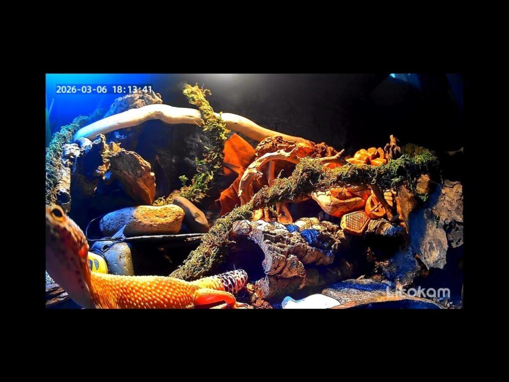 橙色のヒョウモントカゲモドキが見上げる