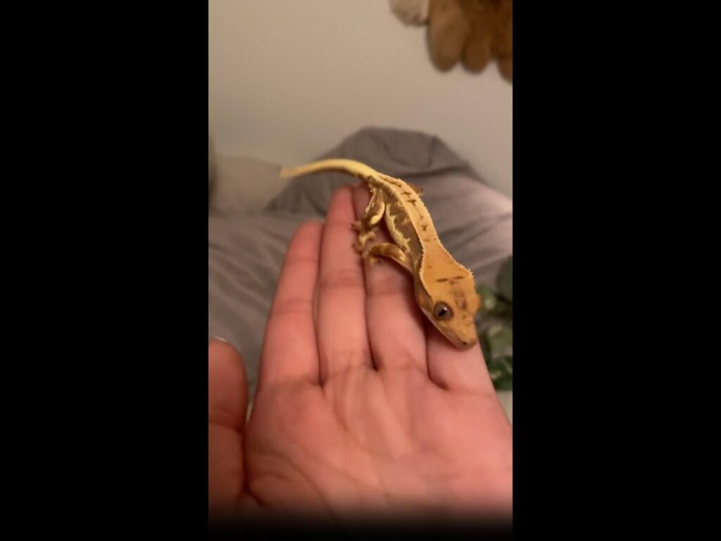 手のひらに乗る黄色いクレステッドゲッコー