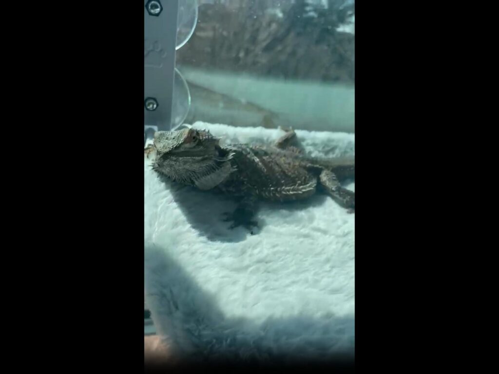 茶色のフトアゴヒゲトカゲが白い布で休む