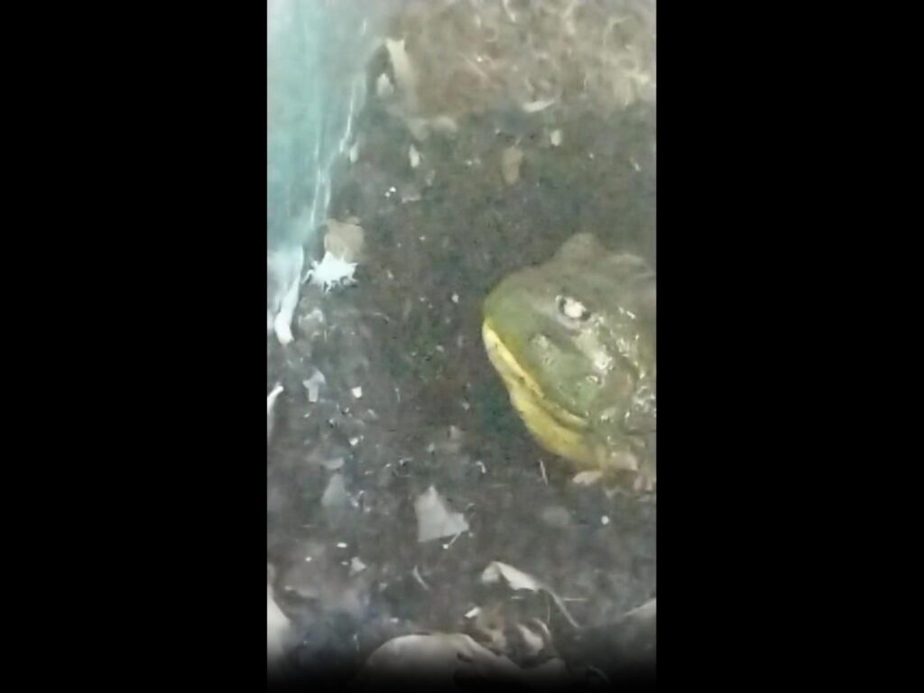 緑色のアフリカウシガエルが左を見ている