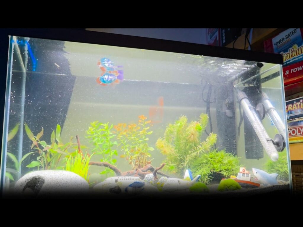 水面付近を泳ぐ青と赤の魚