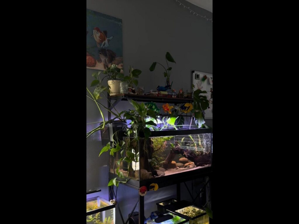 水槽で泳ぐオレンジの魚と生い茂る緑の植物