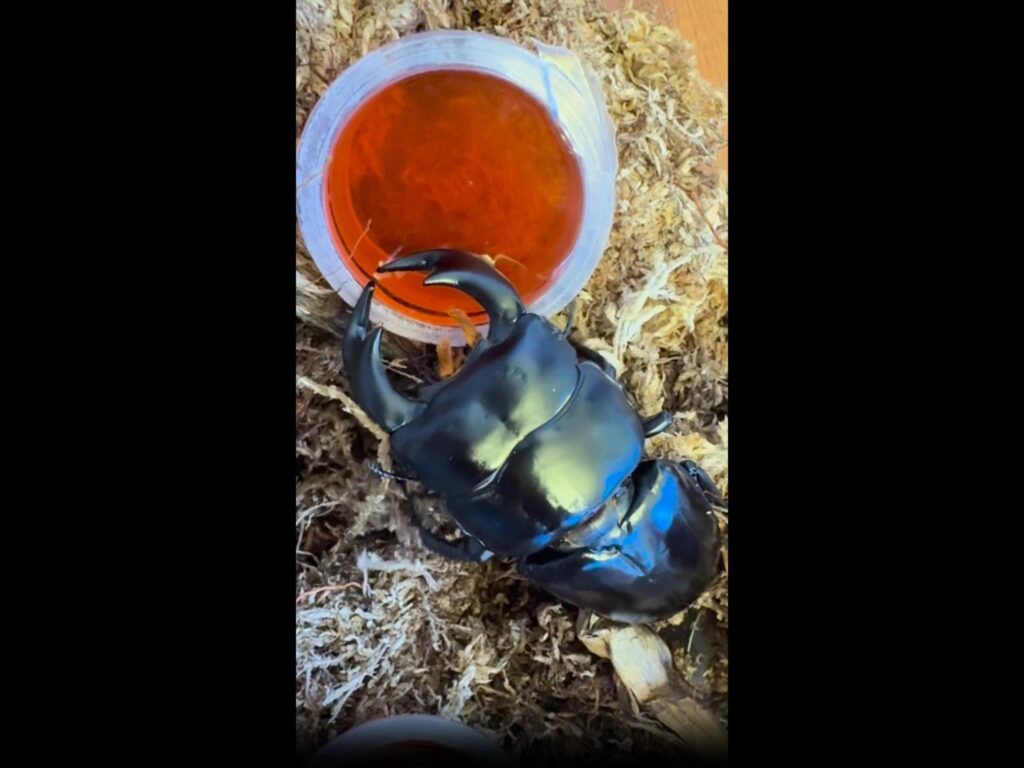 黒いクワガタがゼリーを食べている