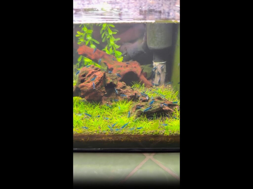 青いエビが水槽内を歩き回っている