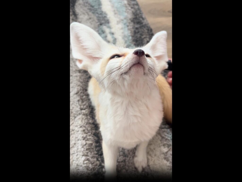 上を向いている白と薄茶色のフェネック