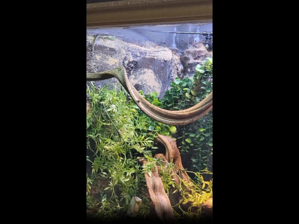 緑色のトカゲが壁面に張り付いている