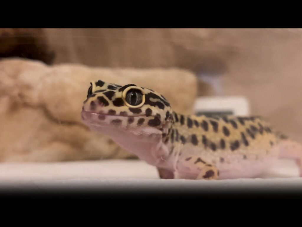 顔を上げた黄黒のヒョウモントカゲモドキ