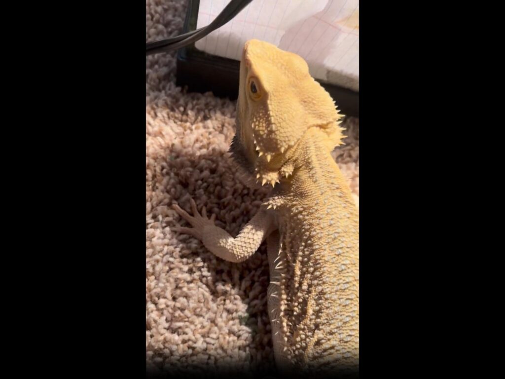 黄色のフトアゴヒゲトカゲが上を見ている