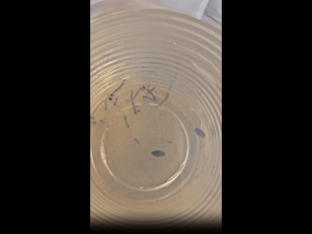 黒いボウフラが水中で動いている