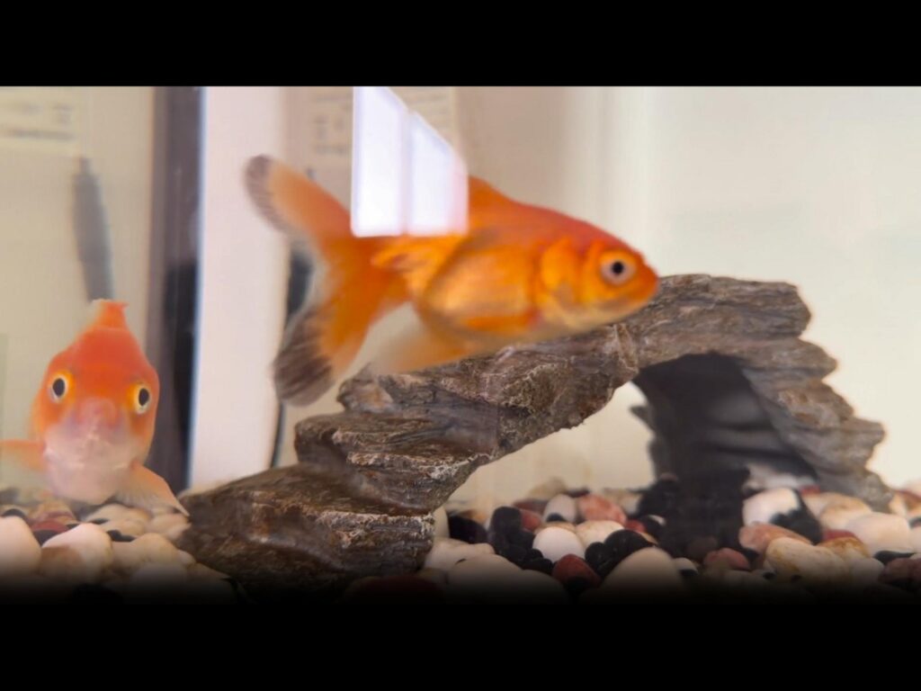 水槽の中を泳いでいるオレンジ色の金魚