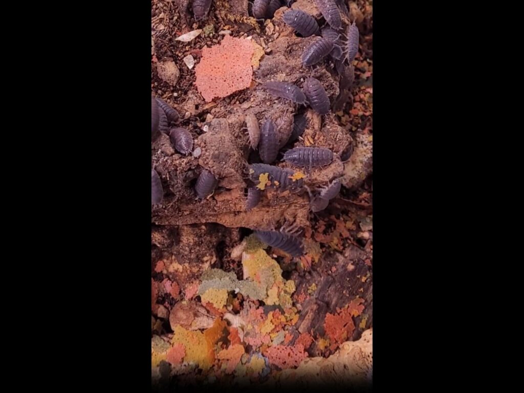 灰色のワラジムシが樹皮の上を這っている