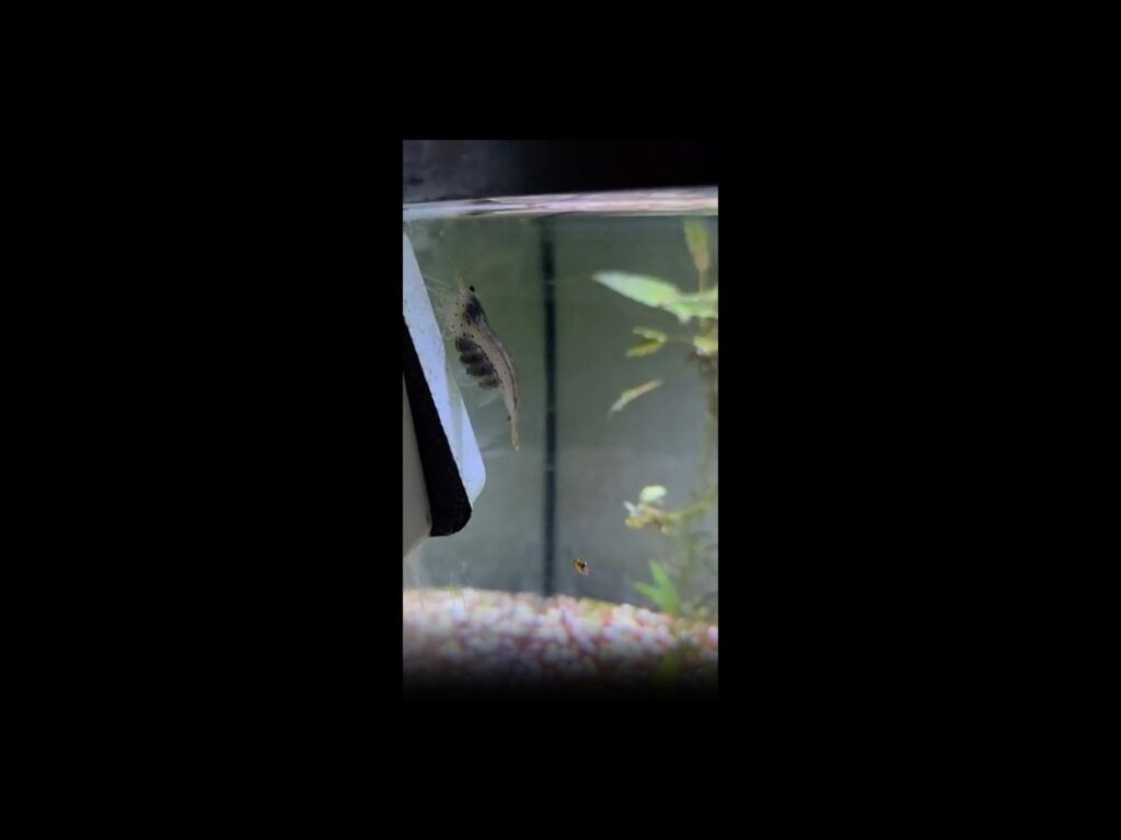 卵を抱えた透明なエビが壁に張り付いている